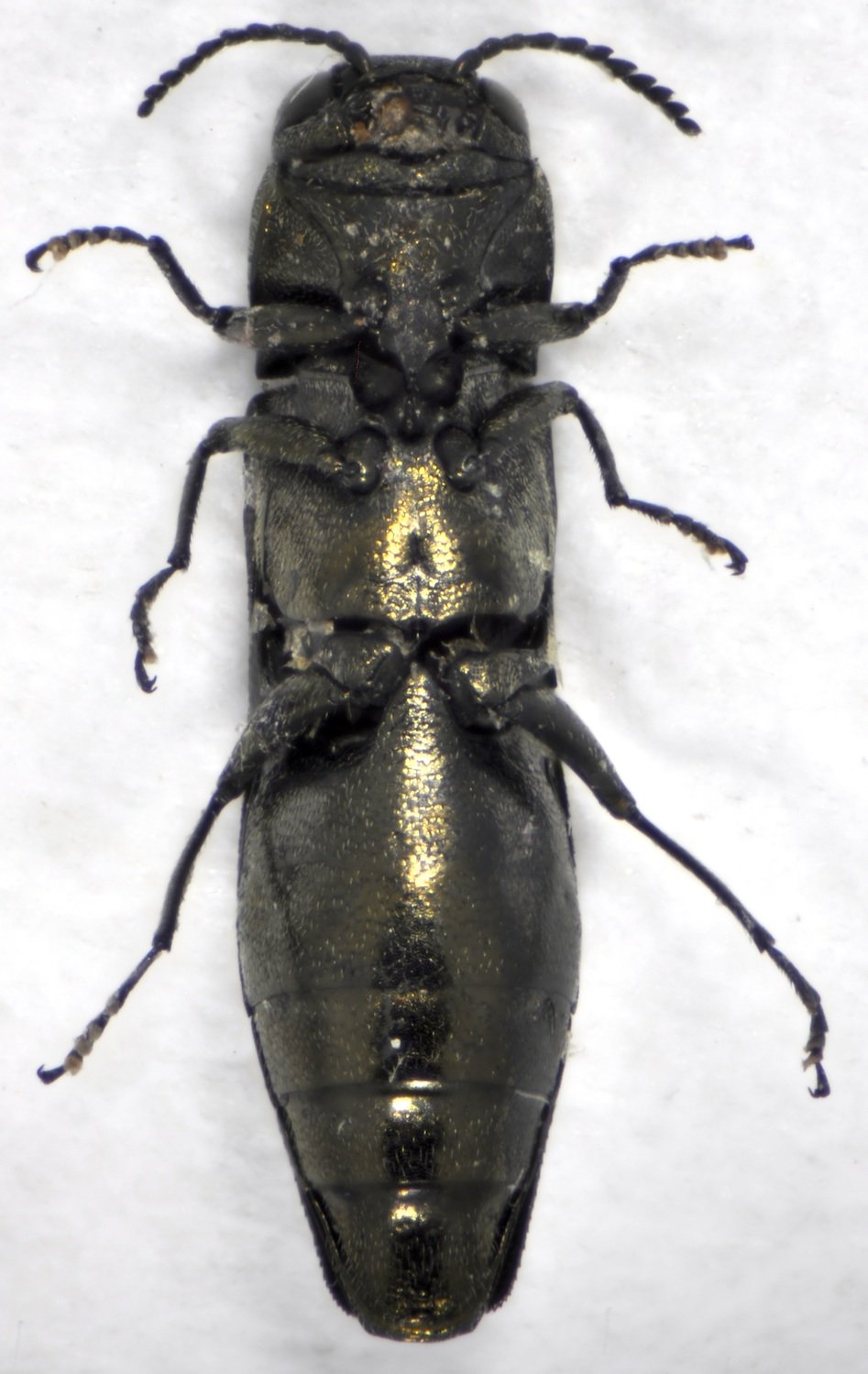 Patrick Deyroze - Agrilus (Quercuagrilus) olivicolor - réf. 115851 (947 x 1499 pixels, 154 ko)
