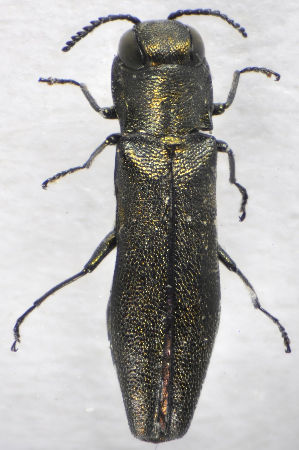 Patrick Deyroze - Agrilus (Quercuagrilus) olivicolor - réf. 115850 (997 x 1499 pixels, 203 ko)