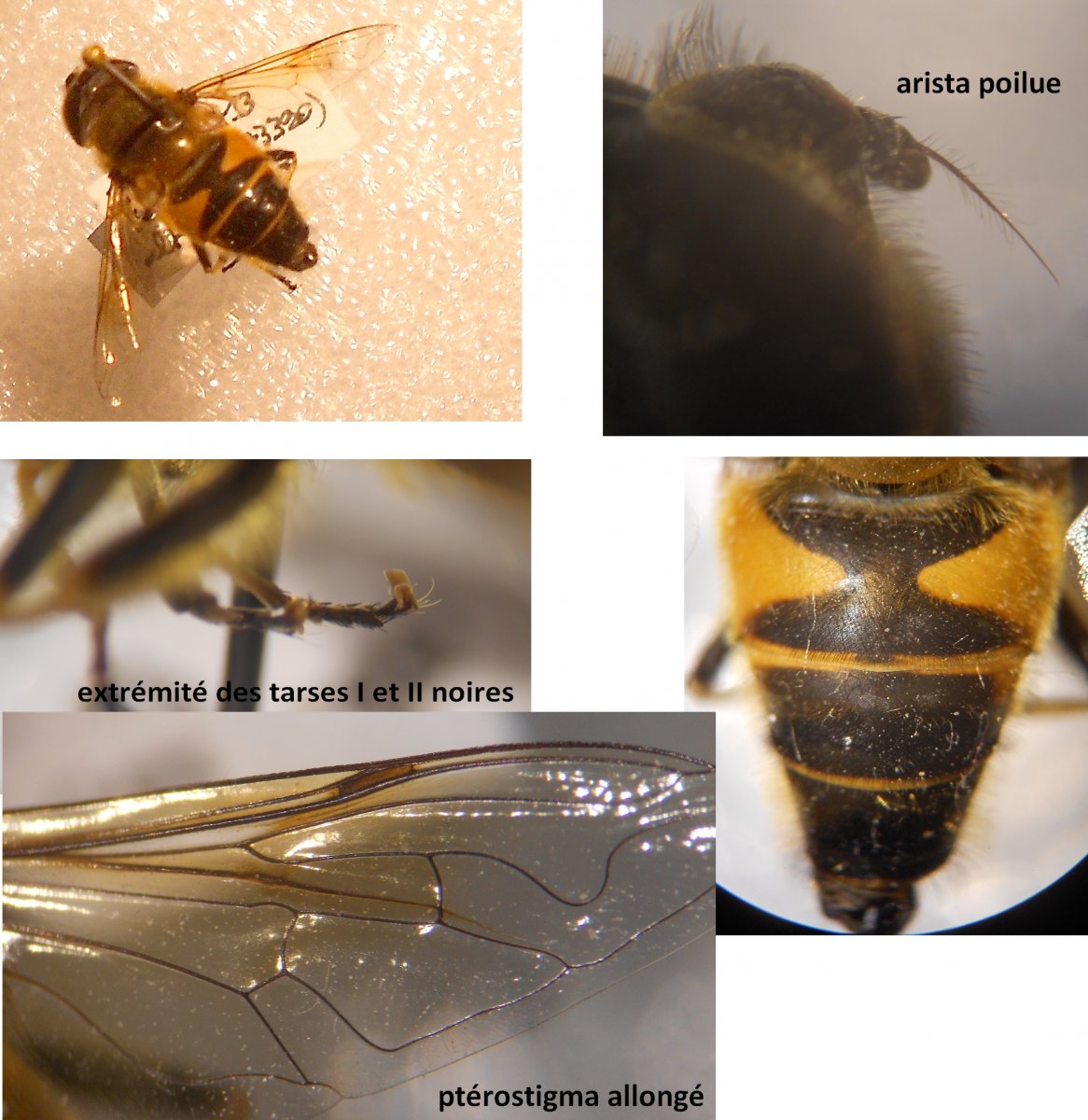 Valentin Nidergas - Eristalis (Eoseristalis) similis - réf. 115650 (1166 x 1200 pixels, 193 ko)