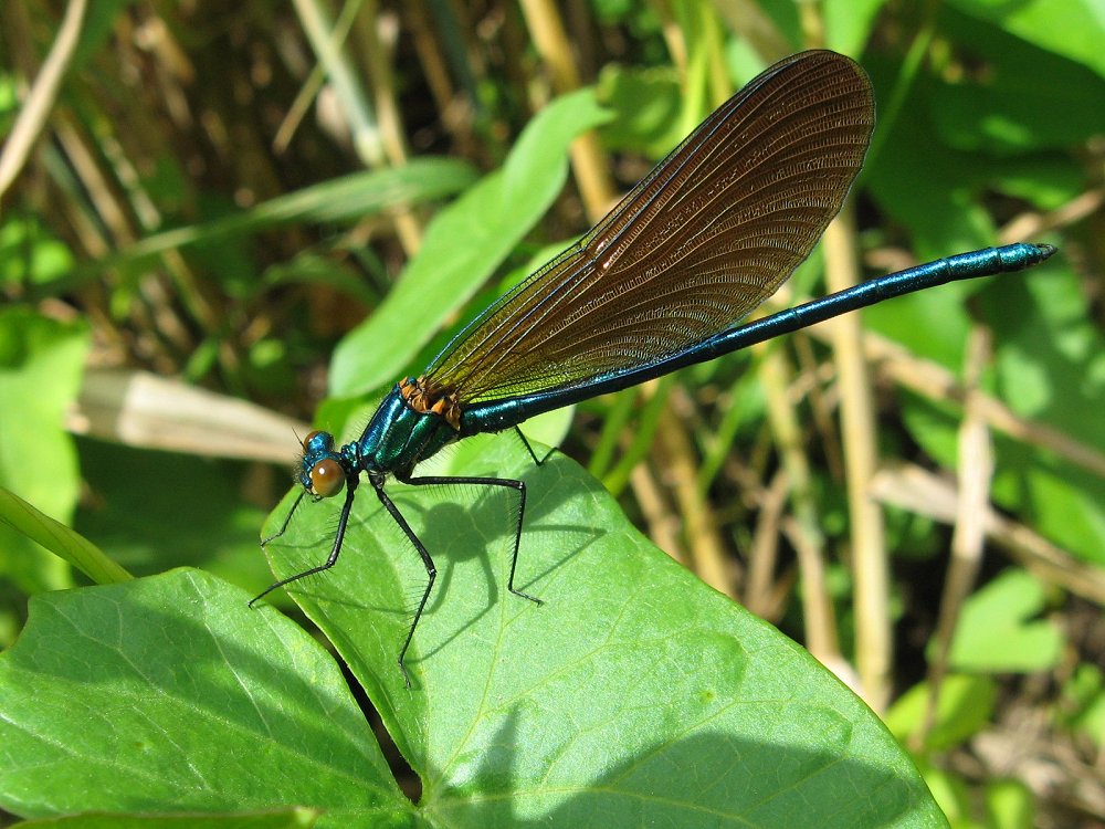 Réf. 115563 — INSECTA > Odonata > Calopterygidae > Calopteryx virgo