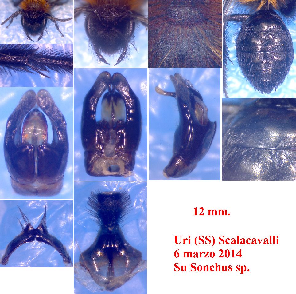 Pietro Niolu - Andrena (Melandrena) thoracica - réf. 115962 (964 x 956 pixels, 191 ko)