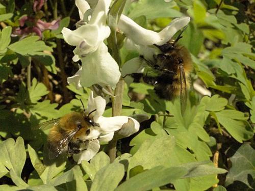 Anthophora plumipes