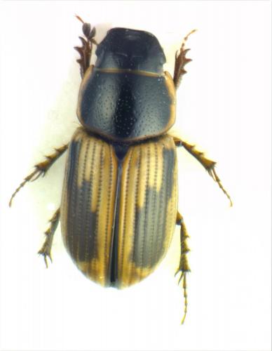 Réf. 116 694 : Melinopterus sphacelatus