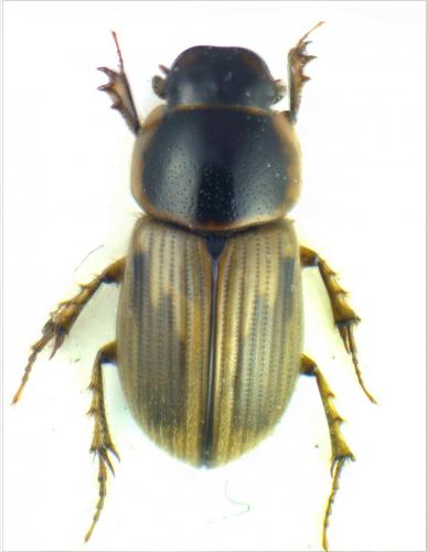 Réf. 116 693 : Melinopterus sphacelatus