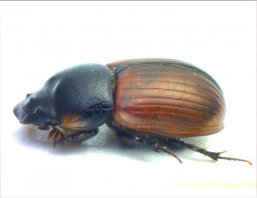 Aphodius sp.