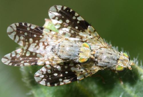 Réf. 116 189 : Tephritis pulchra