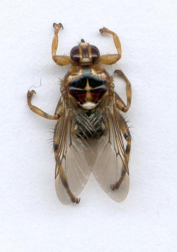 Réf. 116 399 : Hippobosca equina