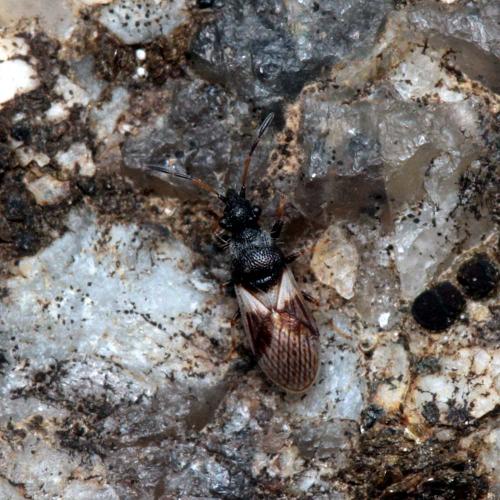 Réf. 116 887 : Microplax albofasciata