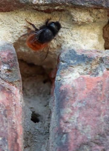 Osmia cornuta