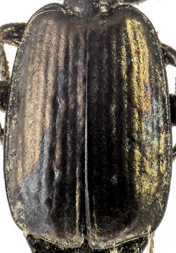 Syntomus foveatus