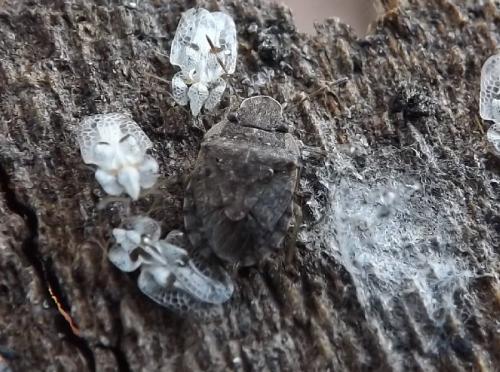 Réf. 116 079 : Sciocoris maculatus