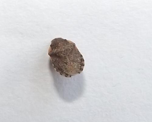 Réf. 116 586 : Sciocoris maculatus