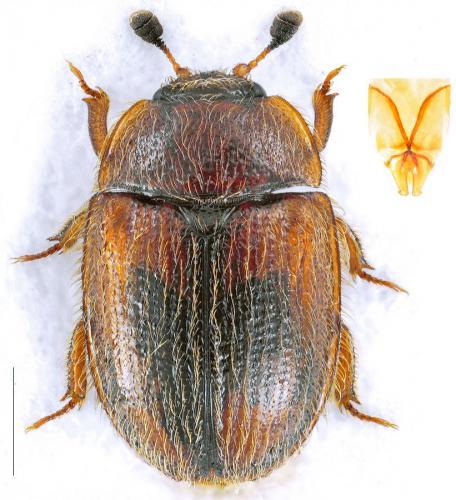 Réf. 116 516 : Pocadius adustus