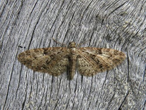 Réf. 116 324 : Eupithecia abbreviata