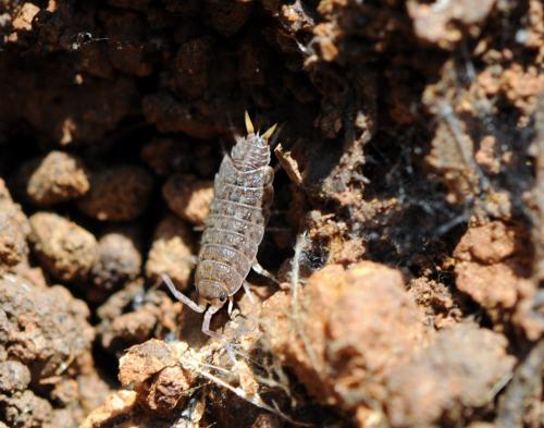 Orthometopon planum