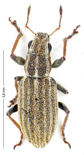 Sitona lineatus