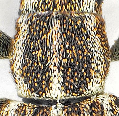 Sitona lineatus