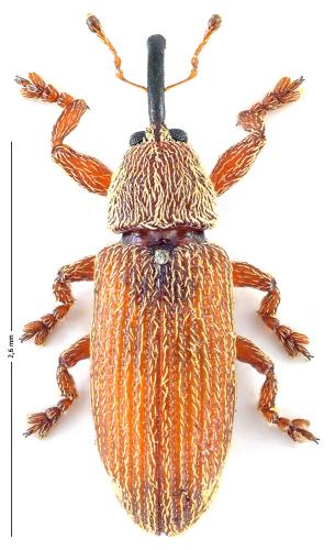 Réf. 116 736 : Brachonyx pineti