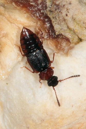 Réf. 116 808 : Omalium sp.