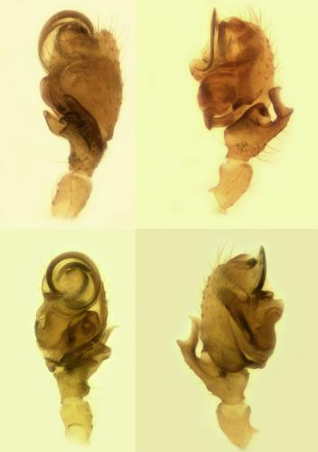 Entelecara flavipes