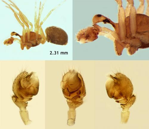 Réf. 116 939 : Caracladus avicula