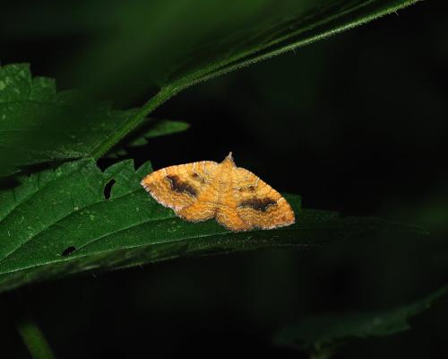 Camptogramma bilineata