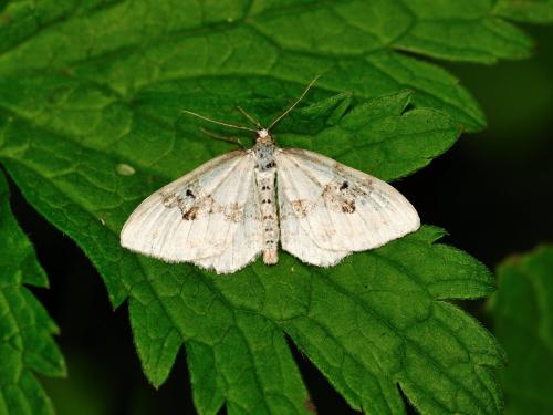 Réf. 116 656 : Xanthorhoe montanata