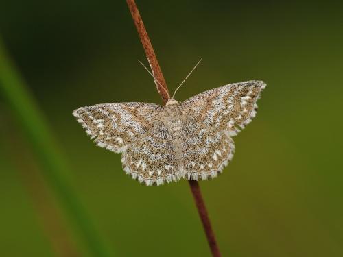 Réf. 116 658 : Scopula immorata