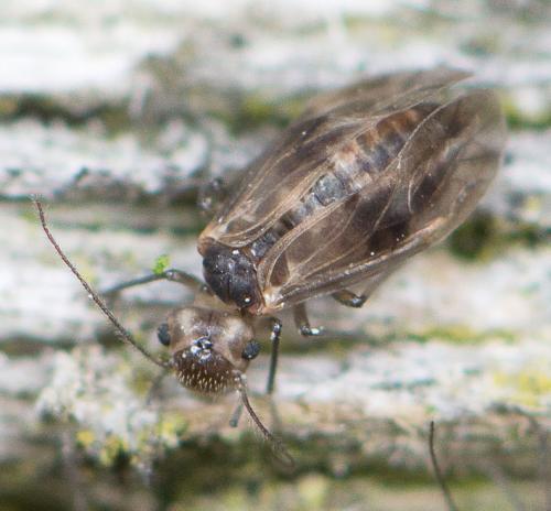 Réf. 116 517 : Peripsocus milleri