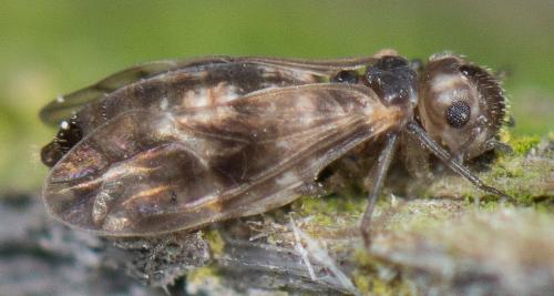 Réf. 116 680 : Peripsocus milleri