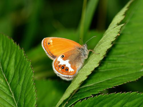 Réf. 116 682 : Coenonympha arcania