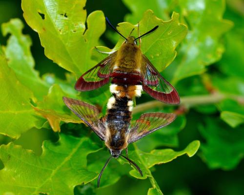 Réf. 116 353 : Hemaris fuciformis