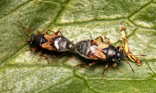 Acompus rufipes