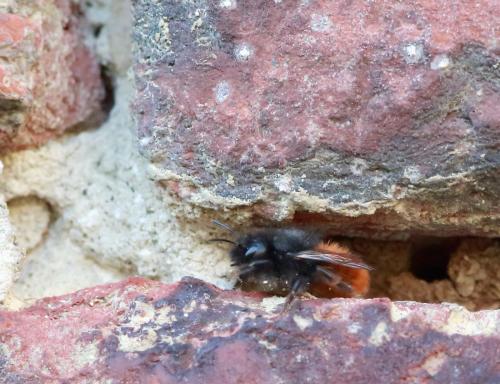 Osmia cornuta
