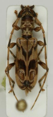 Réf. 116 252 : Stenhomalus bilocularis