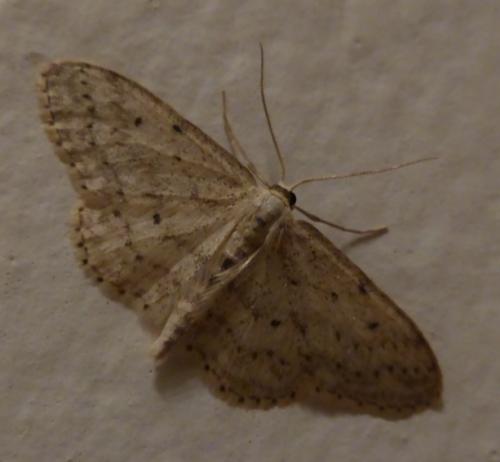 Idaea seriata
