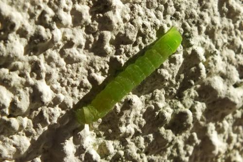 Phlogophora meticulosa