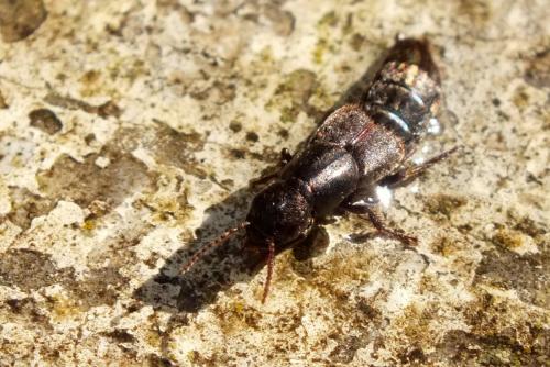 Ocypus sp.