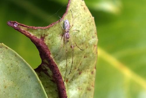 Tetragnatha sp.