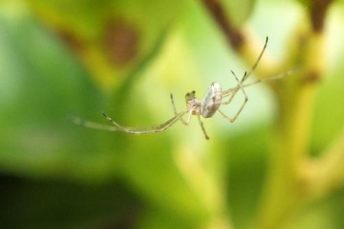 Tetragnatha sp.