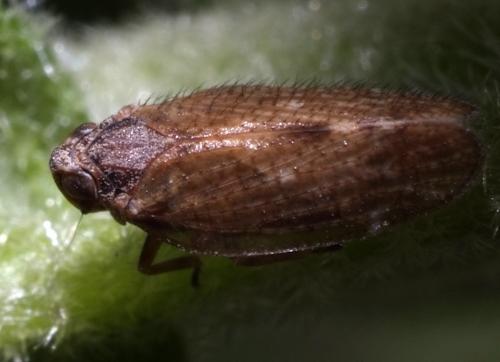 Nanocixius discrepans