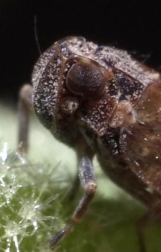 Réf. 116 225 : Nanocixius discrepans