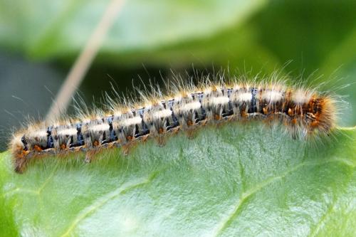 Lasiocampa quercus