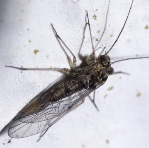 Mesopsocus sp.