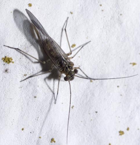 Mesopsocus sp.