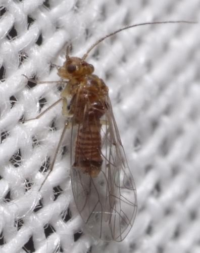 Lachesilla sp.