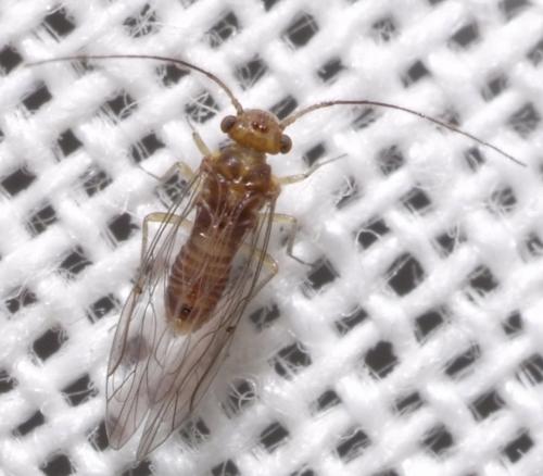 Lachesilla sp.