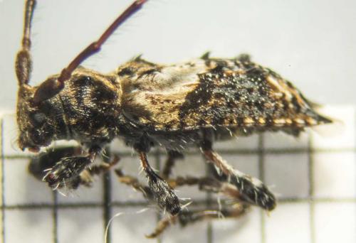 Réf. 116 327 : Pogonocherus hispidus