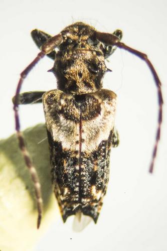 Réf. 116 326 : Pogonocherus hispidus