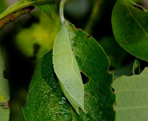 Apatura iris